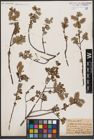 Foto von Salix aurita L.